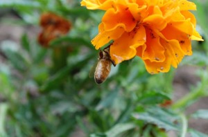 One of my bees on a marigold. 