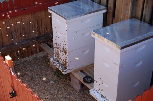 My two hives in my backyard. 